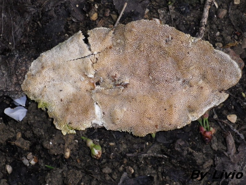 Sulla corteccia di un pioppo